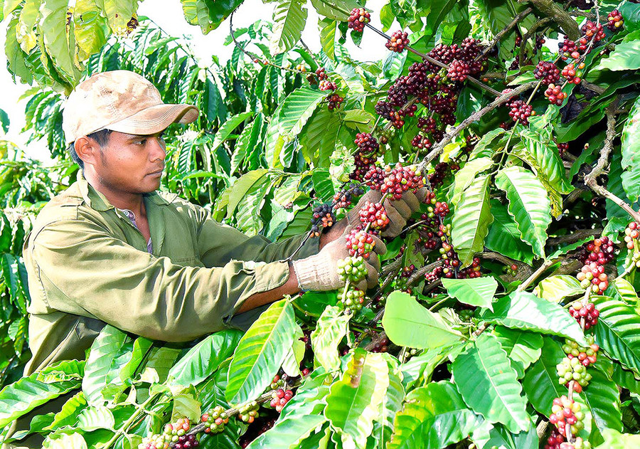 Năng suất giảm mạnh, nhân công thu hoạch khan hiếm khiến các hộ trồng cà phê trên địa bàn tỉnh kém vui. Ảnh: Đức Thụy