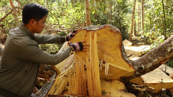Hàng loạt cây bạch tùng bị cưa hạ trái phép để lấy gỗ tại TK 249 ẢNH: LÂM VIÊN