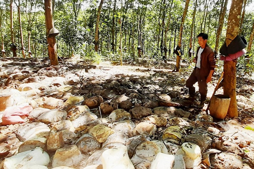Mủ caosu của gia đình ông Phạm Trung Thê (ở xã Đăk Rơ Nga, huyện Đăk Tô, tỉnh Kon Tum) chất đống, thối dưới gốc cây. Ảnh: THANH TUẤN