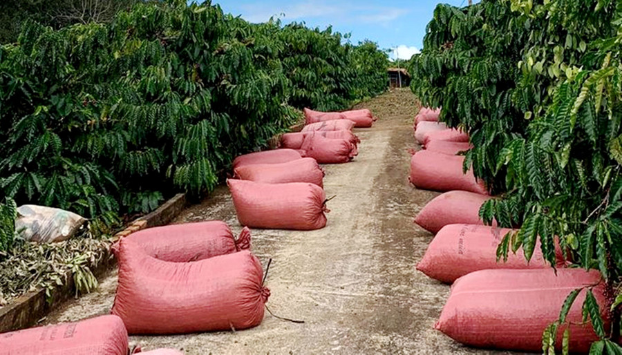 Các đối tượng thường lợi dụng sự sơ hở của người dân để trộm cắp cà phê