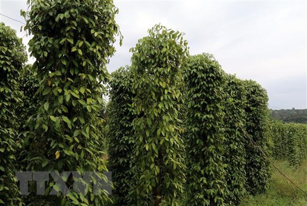 Vườn tiêu tại huyện đảo Phú Quốc. (Ảnh: Lê Sen/TTXVN) Vườn tiêu tại huyện đảo Phú Quốc. (Ảnh: Lê Sen/TTXVN)