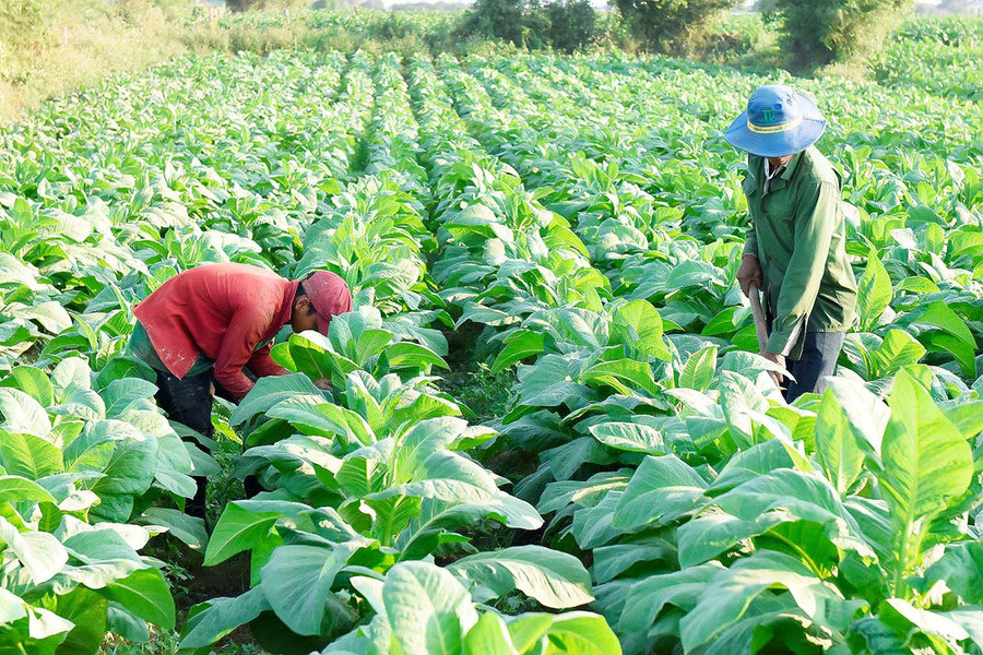 Huyện Krông Pa đẩy mạnh ứng dụng khoa học-công nghệ vào sản xuất nông nghiệp. Ảnh: Minh Nguyễn Huyện Krông Pa đẩy mạnh ứng dụng khoa học-công nghệ vào sản xuất nông nghiệp. Ảnh: Minh Nguyễn