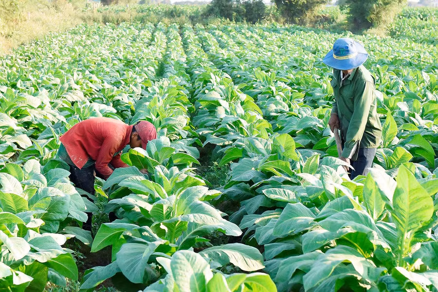  Huyện Krông Pa đẩy mạnh ứng dụng khoa học-công nghệ vào sản xuất nông nghiệp. Ảnh: Minh Nguyễn