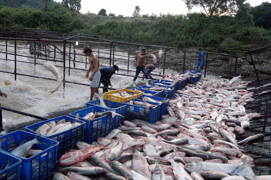 Sa bắt cá độc nhất vô nhị ở Việt Nam. Ảnh: T.H