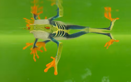 Ếch trưởng thành sau hai năm và bắt đầu giao phối khi được 3-4 tuổi. Tuổi thọ trung bình của loài ếch này là 5 năm.