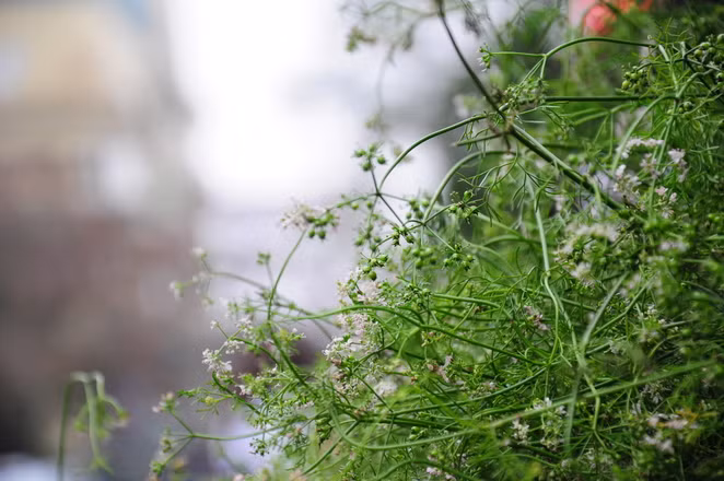 Loài hoa đặc biệt này chỉ xuất hiện khi Tết đến xuân sang. Nhìn những đóa hoa thơm thơm đượm hương của bó mùi già trên phố đã thấy lòng xốn xang vì xuân đã về thật rồi. Đêm 30, nhà nhà thơm hương hoa mùi, loài hoa cho nồi nước xông, gột rửa hết mọi điều đã qua của năm cũ, sẵn sàng đón xuân sang.