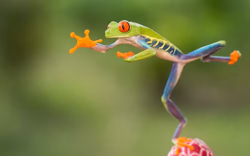 Ếch xanh mắt đỏ có tên khoa học là Agalychnis callidryas. Đây là loài ếch thường sống ở các khu rừng mưa nhiệt đới của Trung Mỹ. Trong ảnh là một con ếch mắt đỏ ở Costa Rica.