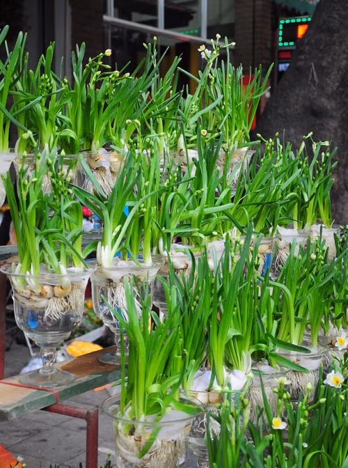 Hoa thủy tiên không dễ trồng. Những củ hoa được bày bán vào dịp Tết đến đã có vài nụ e ấp. Loài hoa trắng tinh khiết trong bình hoa, đơn giản và thanh tao. Thủy tiên chỉ nở trong vài ngày rồi tàn, lại chờ xuân năm sau ghé qua chợ.