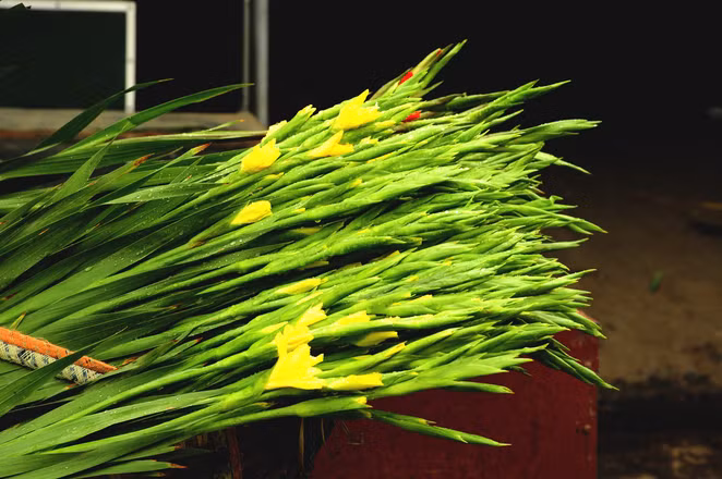 Từ rất nhiều năm trước, hoa layon được cắm trang trọng trong mỗi gia đình vào ngày Tết và là hoa cưới của nhiều cô dâu. Một bình hoa layon cùng violet và thược dược là bình hoa xuân của mỗi nhà. Hoa layon nay có quanh năm với rất nhiều màu sắc nhưng vẫn là hoa được các mẹ các bà ưa thích mỗi độ xuân về.