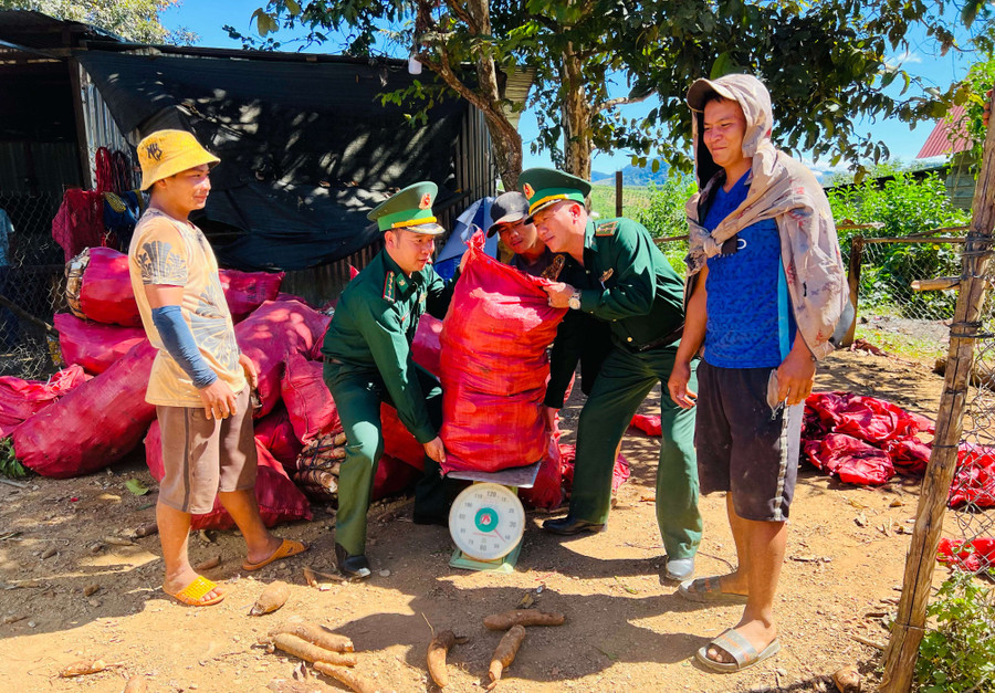 Cán bộ Đồn Biên phòng Đăk Long giúp dân thu hoạch mì. Ảnh: NH Cán bộ Đồn Biên phòng Đăk Long giúp dân thu hoạch mì. Ảnh: NH