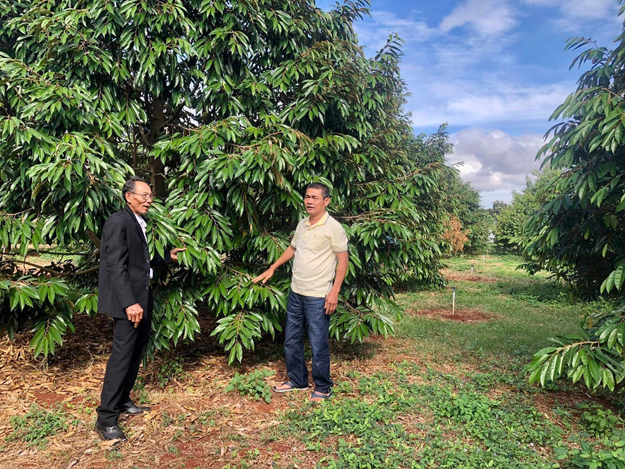 Ông Hồ Sỹ Quang (bìa trái) và ông Hồ Sỹ Chương trao đổi kinh nghiệm chăm sóc cây sầu riêng. Ảnh: Lê Nam Ông Hồ Sỹ Quang (bìa trái) và ông Hồ Sỹ Chương trao đổi kinh nghiệm chăm sóc cây sầu riêng. Ảnh: Lê Nam