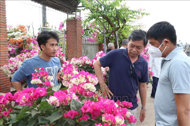 Du khách tham quan, mua sắm hoa cảnh “Vương quốc hoa kiểng” Chợ Lách, Bến Tre. Ảnh: Huỳnh Phúc Hậu/TTXVN