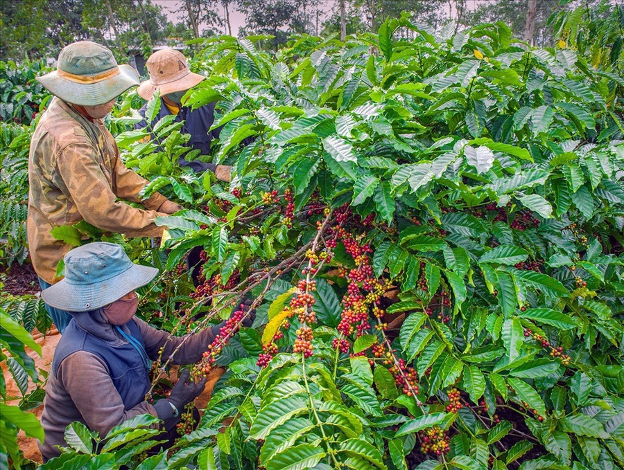 Người dân Đắk Lắk thu hoạch cà phê. Ảnh: Ngô Phương Người dân Đắk Lắk thu hoạch cà phê. Ảnh: Ngô Phương