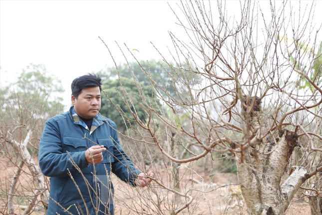 Anh Vi Văn Tuấn có hàng chục năm trong nghề “săn” đào bán Tết.