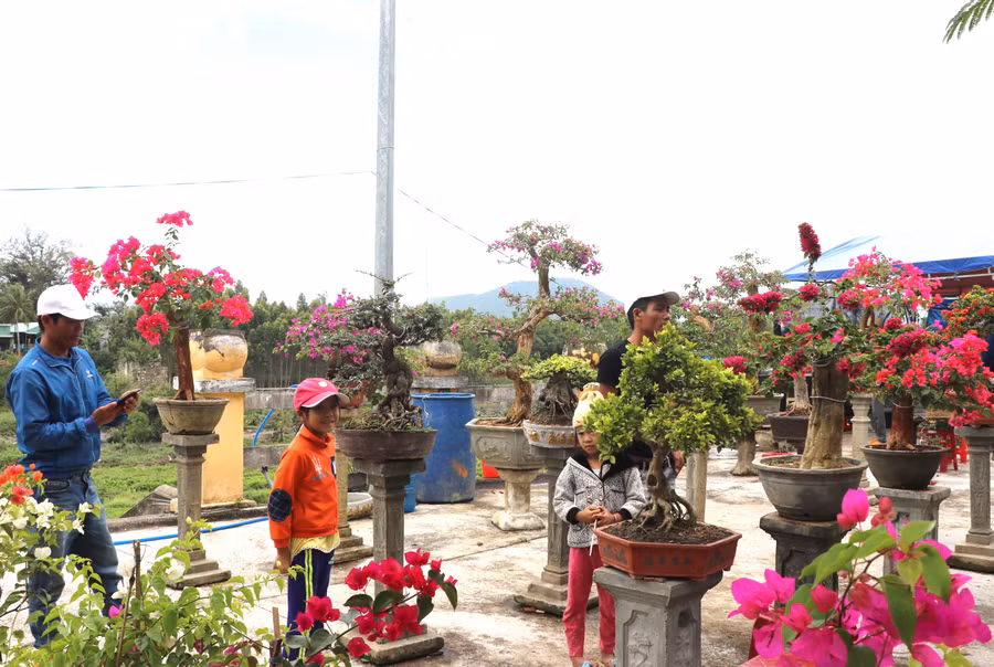 Bông giấy bonsai có hình dáng tự nhiên đẹp, hoa rực rỡ được nhiều người mua về chưng Tết. Ảnh: Ngọc Minh