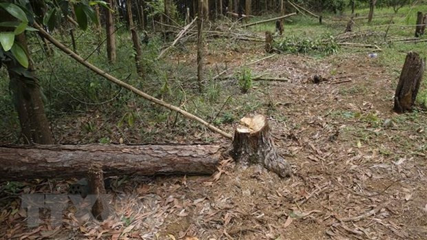 Diện tích rừng cộng đồng liên tục bị phá, lấn chiếm và hình thành các nhà vườn trồng cây nông nghiệp như càphê, bơ, chanh dây... trên đất lâm nghiệp. Ảnh: TTXVN Diện tích rừng cộng đồng liên tục bị phá, lấn chiếm và hình thành các nhà vườn trồng cây nông nghiệp như càphê, bơ, chanh dây... trên đất lâm nghiệp. Ảnh: TTXVN