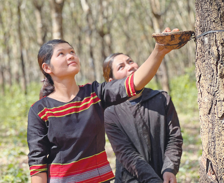  Chị Rơ Lan H'Anh (bìa trái) chia sẻ kinh nghiệm cạo mủ cao su cho đồng nghiệp. Ảnh: R.P