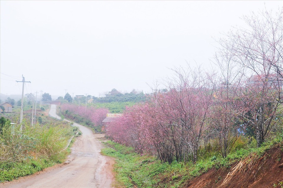 Một cung đường hoa anh đào ở Măng Đen. Ảnh: Thanh Tuấn