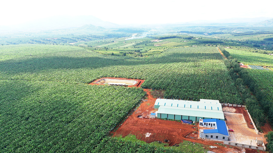 Vùng nguyên liệu chuối của Công ty cổ phần Nông nghiệp công nghệ cao Hưng Sơn. Ảnh: Quang Tấn  Vùng nguyên liệu chuối của Công ty cổ phần Nông nghiệp công nghệ cao Hưng Sơn. Ảnh: Quang Tấn