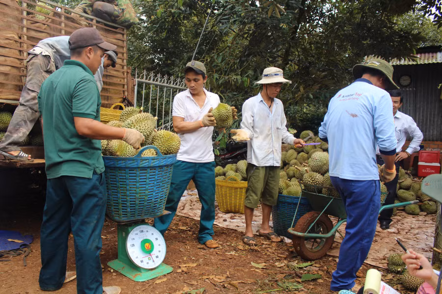 Trái sầu riêng của Đắk Lắk chính thức được xuất khẩu chính ngạch sang thị trường Trung Quốc trong năm 2022.