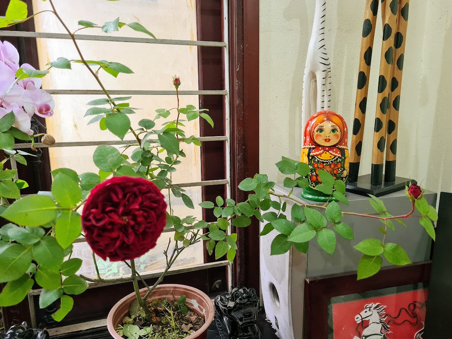 Chậu hồng này đã tăng giá 10.000 đồng so với 1 ngày trước đó. Ảnh: Vũ Long