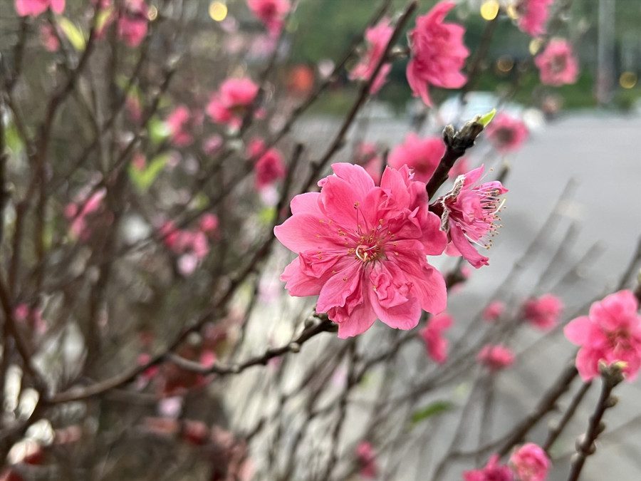 Hoa đào cũng là lựa chọn của đông đảo người dân trong việc chọn hoa để trưng trong dịp Tết. Ảnh: Hoài Luân 