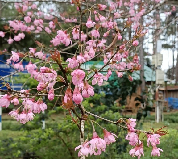 Hoa anh đào nở ở Măng Đen. Ảnh: Thanh Tuấn 