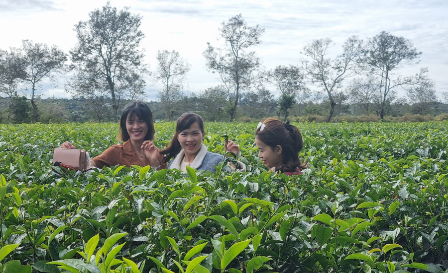Chị Nguyễn Thị Loan (TP. Kon Tum, tỉnh Kon Tum) cùng nhóm bạn chụp ảnh kỷ niệm tại Biển Hồ chè. Ảnh: Hà Phương Chị Nguyễn Thị Loan (TP. Kon Tum, tỉnh Kon Tum) cùng nhóm bạn chụp ảnh kỷ niệm tại Biển Hồ chè. Ảnh: Hà Phương