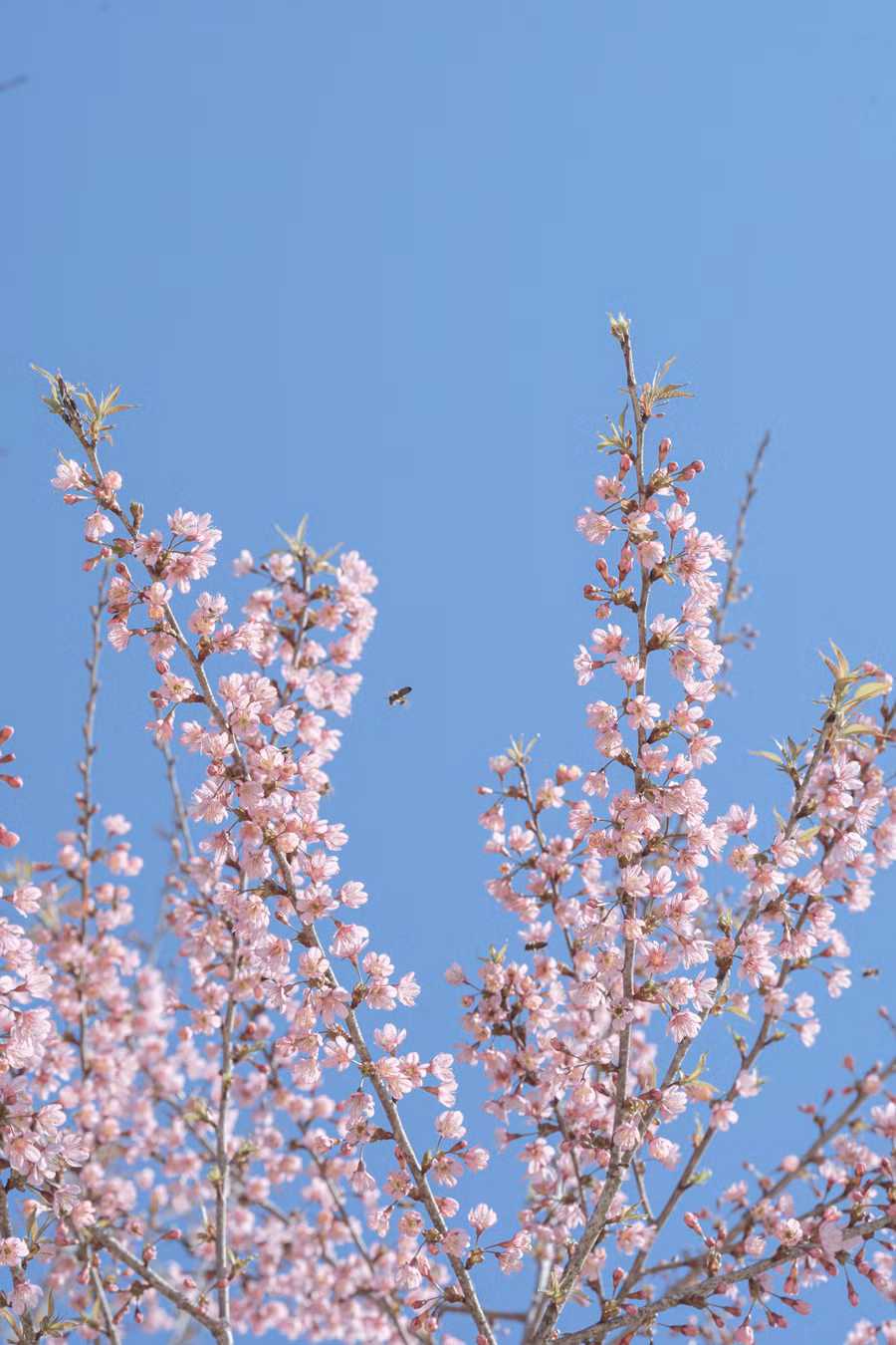 Mùa mai anh đào rơi vào khoảng tháng 1 đến tháng 2 ở Việt Nam. Ngoài Mộc Châu, du khách còn có thể ngắm mùa mai anh đào nở ở Sa Pa và Đà Lạt.