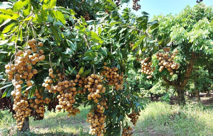 Quả nhãn tươi Việt Nam cần đảm bảo chất lượng để duy trì chỗ đứng tại thị trường Nhật Bản. (Ảnh: Đỗ Huyền/TTXVN)