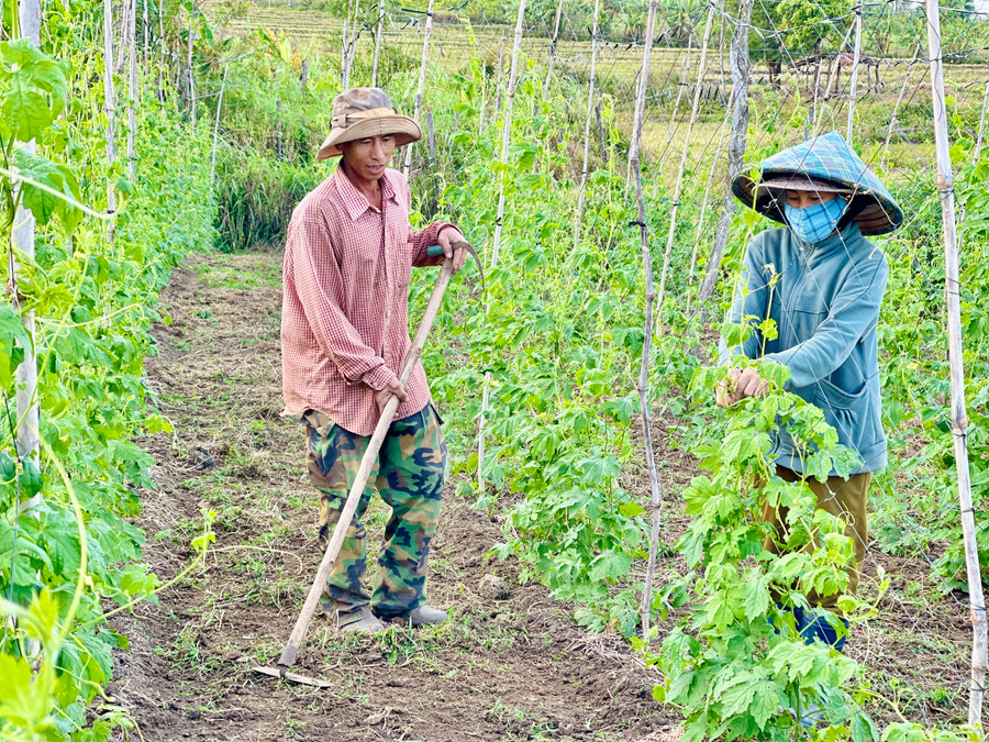 Vườn rau của hộ ông Nguyễn Văn Nhật (làng Ring Răng) đang chuẩn bị vào vụ Tết. Ảnh: Trần Dung