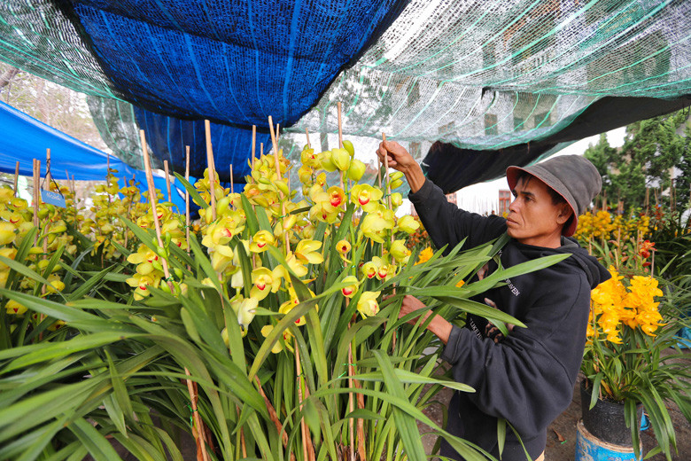 Các chủ vườn lan từ ngày 13-14 tháng Chạp thường thuê mặt bằng để trống của các cơ quan, đơn vị trên đường Quang Trung, Trần Hưng Đạo để đưa hàng trăm chậu lan ra tập kết, chào bán cho người tiêu dùng