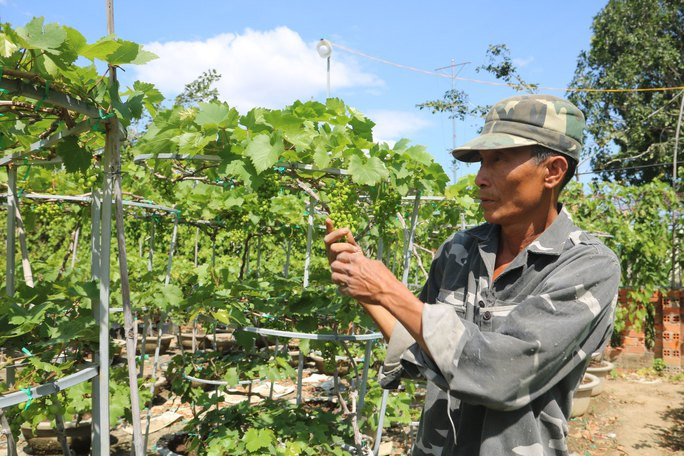  Nông dân tỉnh Ninh Thuận chăm sóc vườn nho kiểng đang cho trái