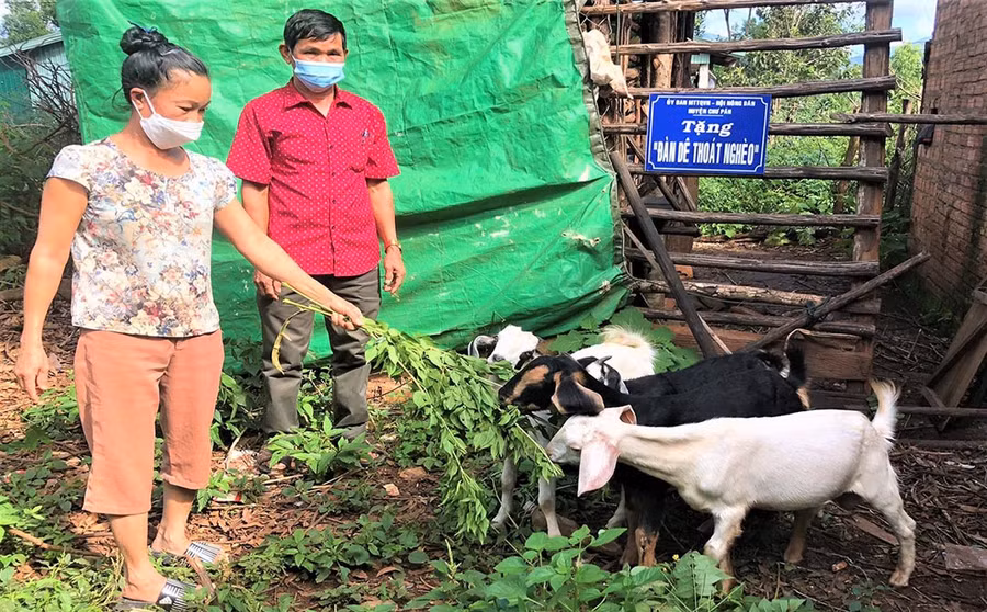  Hội Nông huyện Chư Păh thường xuyên phối hợp với Ủy ban MTTQ Việt Nam huyện hỗ trợ sinh kế cho hội viên. Ảnh: Anh Huy