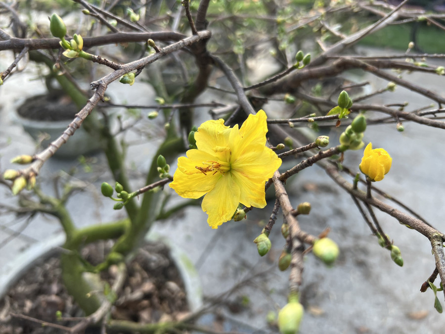 Hoa mai đã kịp nở thời điểm giáp Tết. Ảnh: Hoài Luân 
