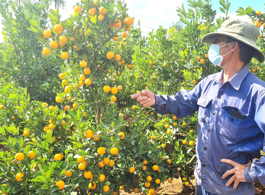 Vườn quất trĩu quả của gia đình ông Triệu Vạn Dặm (tổ 4, thị trấn Kon Dơng, huyện Mang Yang) sẵn sàng cung ứng thị trường Tết. Ảnh: Hà Phương