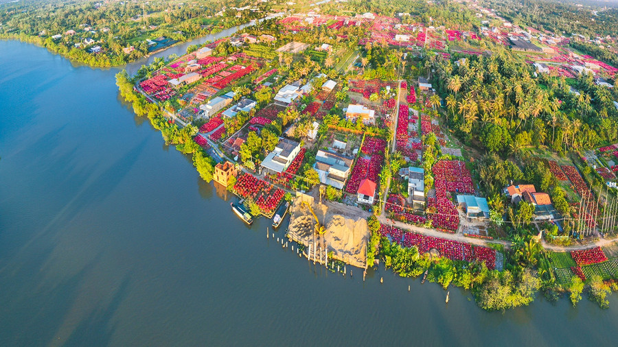 Trong khi đó, làng hoa Phú Sơn nằm bên sông Hàm Luông, huyện Chợ Lách, Bến Tre mang sắc màu đặc trưng của hoa giấy. Nghề trồng hoa giấy tại đây tồn tại hơn 20 năm với khoảng hơn 100 hộ trồng; mỗi hộ trồng từ vài chục, vài trăm đến trên 1.000 cây hoa đủ loại kiểu dáng. Ảnh: CAO THỊ NGỌC DIỄM
