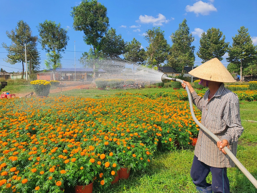  Ông Mạnh tưới nước hoa vạn thọ. Ảnh: Nguyễn Long