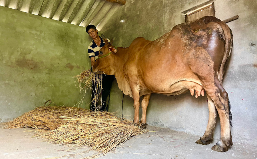 Đến mùa mưa lũ, người dân dắt bò lên tầng trên ở, cho ăn rơm khô đã chuẩn bị sẵn. Ảnh: Hải Phong