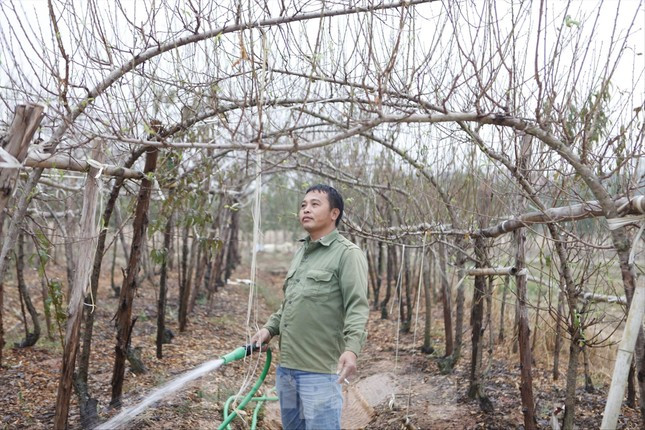 Từ nghề đi “săn” đào bán Tết, nhiều người dân thôn Ðồng Cống biết trồng đào mang về hàng trăm triệu đồng/năm