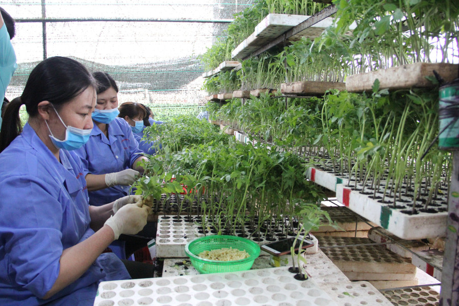 Mức thưởng Tết Nguyên đán Quý Mão 2023 bình quân trong các loại hình DN ở Lâm Đồng hơn 6,4 triệu đồng/người. Ảnh: Gia Bình Mức thưởng Tết Nguyên đán Quý Mão 2023 bình quân trong các loại hình DN ở Lâm Đồng hơn 6,4 triệu đồng/người. Ảnh: Gia Bình