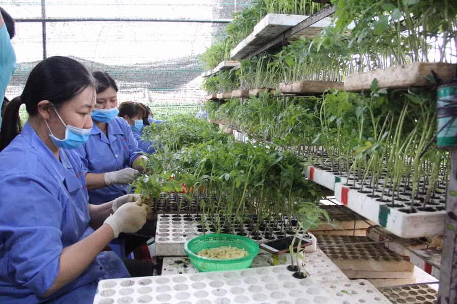 Mức thưởng Tết Nguyên đán Quý Mão 2023 bình quân trong các loại hình DN ở Lâm Đồng hơn 6,4 triệu đồng/người. Ảnh: Gia Bình