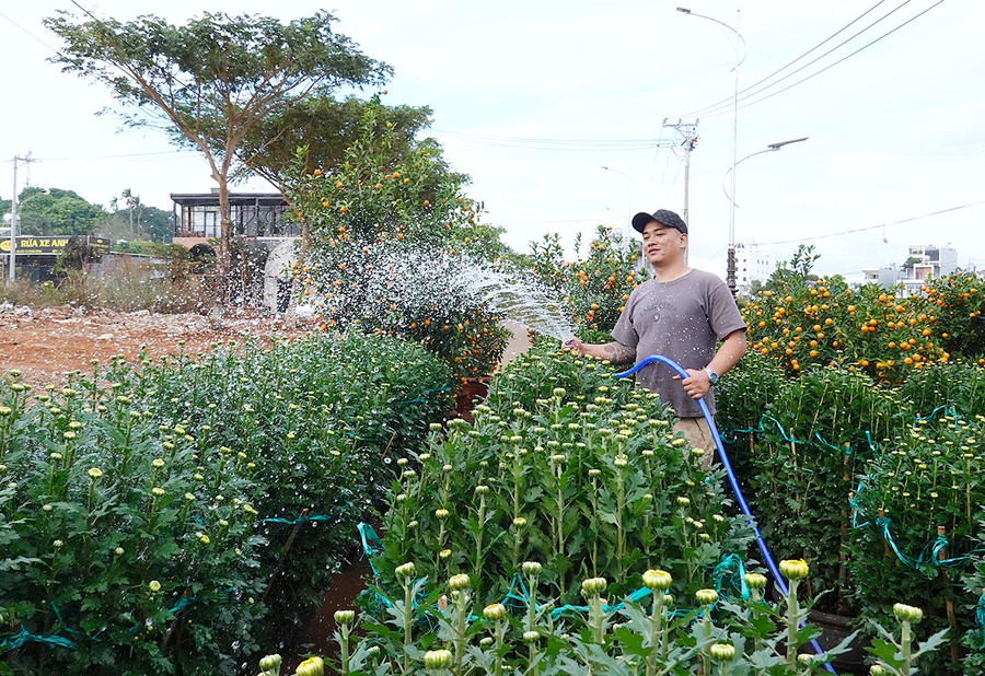  Anh Dương Văn Toàn (tổ 7, phường Hội Thương) chăm sóc những chậu cúc bày bán tại chợ hoa. Ảnh: Mộc Trà