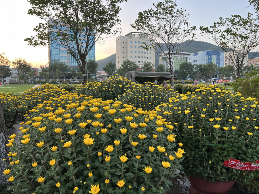 Hoa cúc đại đóa của ông Bảo nở đều, rất bắt mắt. Ảnh: Hoài Luân 