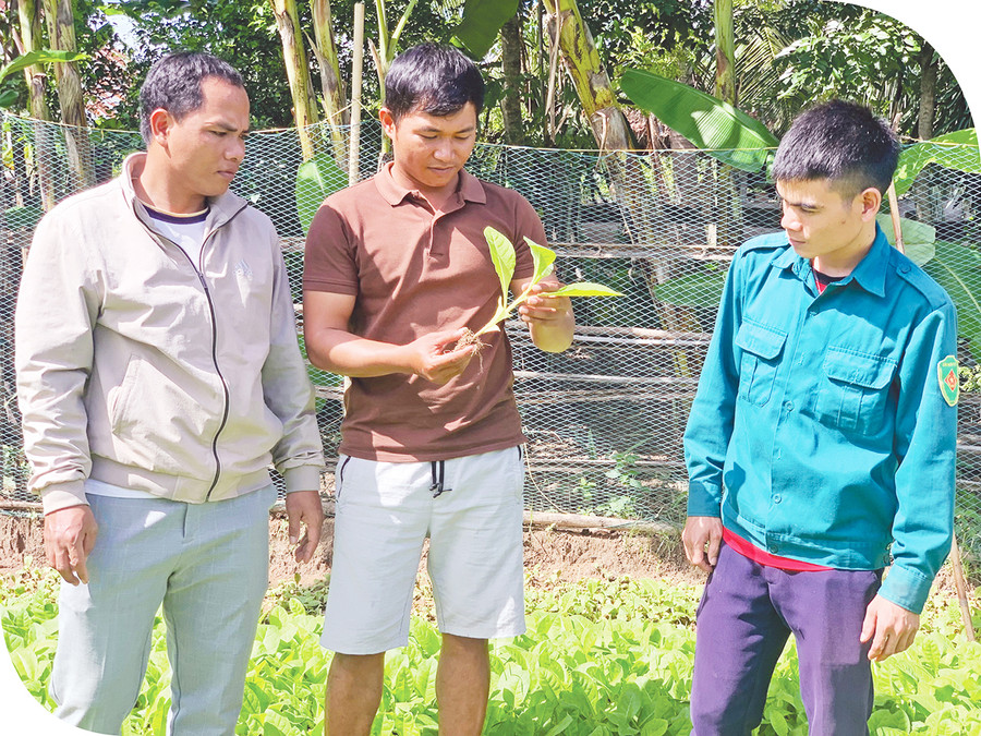  Anh Kpă Séo (ở giữa) chia sẻ kinh nghiệm trồng cây thuốc lá cho thanh niên địa phương. Ảnh: R.P