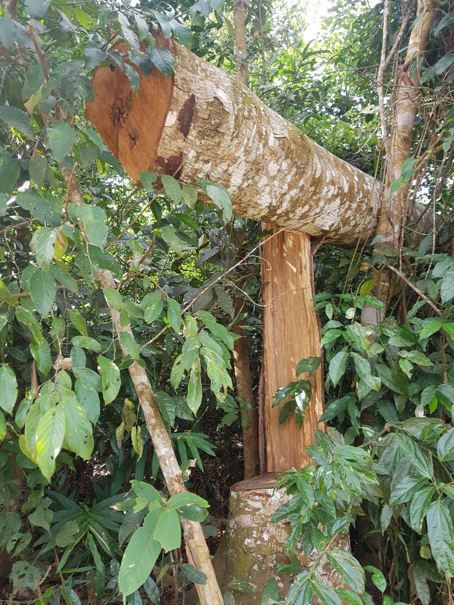 Cây rừng bị chặt phá tại rừng phòng hộ Gia Nghĩa. Ảnh: Trác Rin