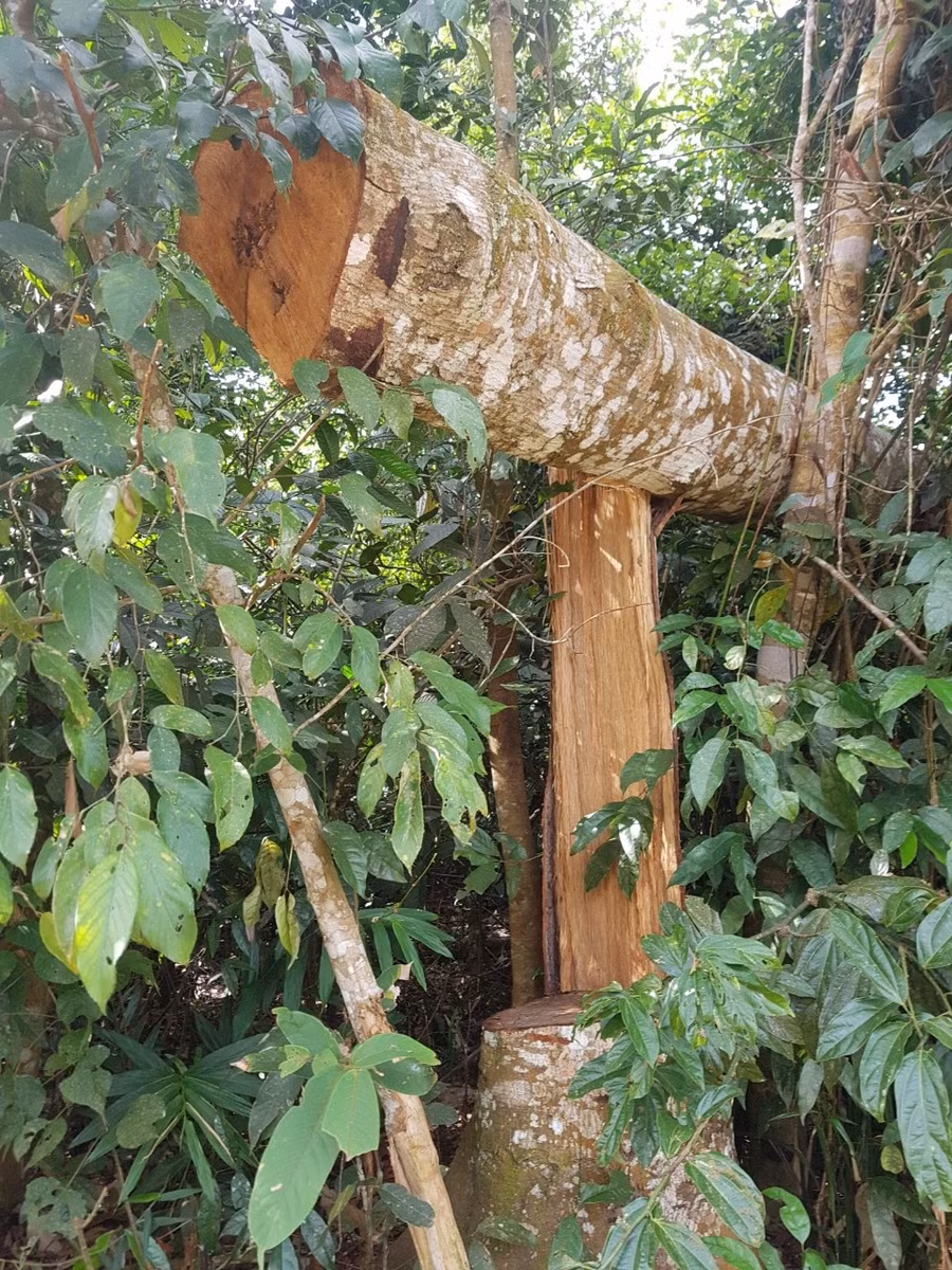 Cây rừng bị chặt phá tại rừng phòng hộ Gia Nghĩa. Ảnh: Trác Rin