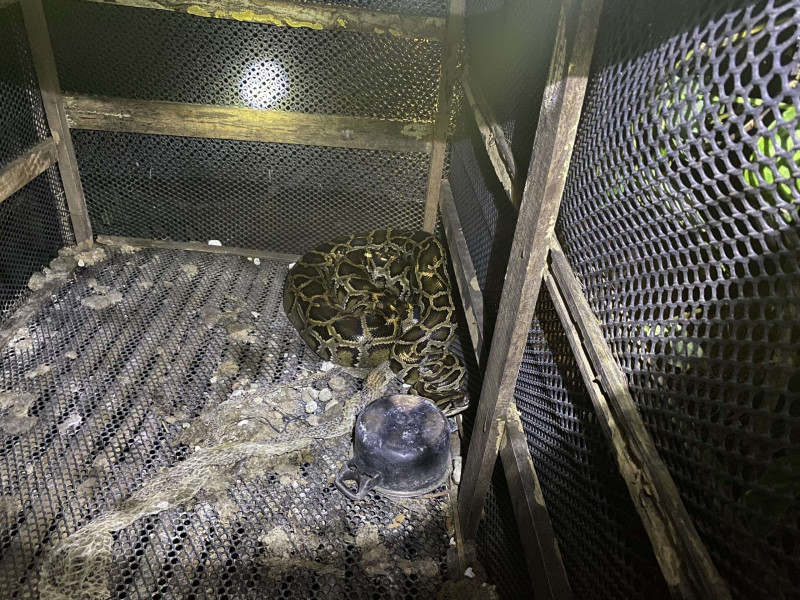 Con trăn siết cổ anh Ph. tử vong. Con trăn siết cổ anh Ph. tử vong.