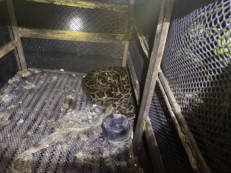 Con trăn siết cổ anh Ph. tử vong.