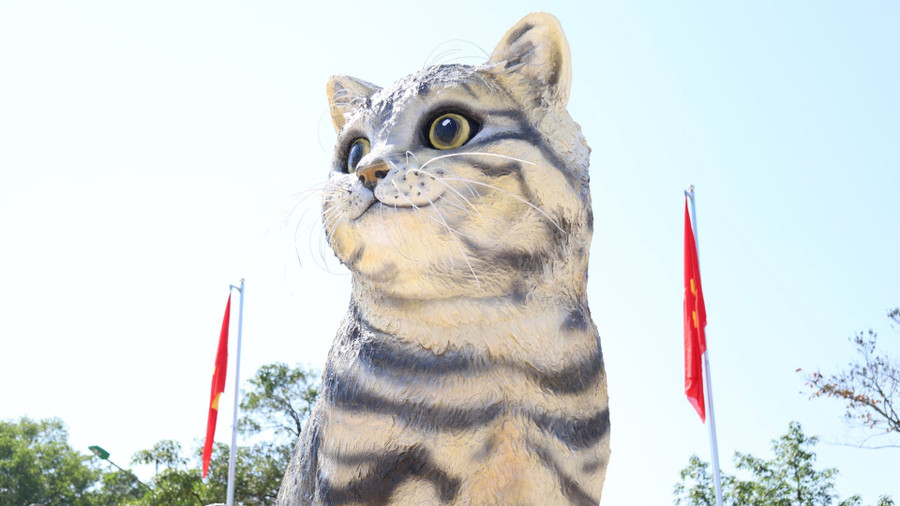 Với dáng hình dễ thương, cùng đôi mắt ướt, tròn xoe..., nhiều người tự cho rằng đây là mèo cái. Ảnh: Bảo Khánh